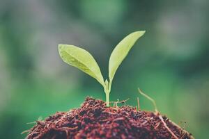 creciente joven plantas con luz de sol. selectivo enfocar. sostenible agricultura y planta crecimiento concepto foto