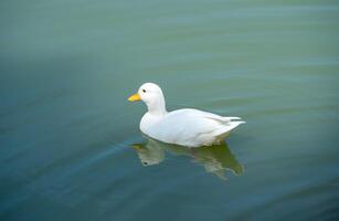 White duck swimming on a still calm lake at sunset photo