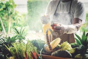 Farmer standing in the farm and selecting vegetables for sale. Selective focus photo