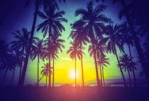 Silhouette coconut palm trees on beach at sunset. photo