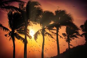 Silhouette coconut palm trees on beach at sunset. Vintage tone. photo