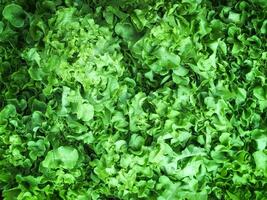 Fresh and green lettuce background texture. Selective focus photo