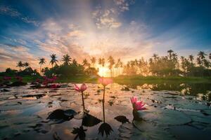 rojo loto flor y silueta Coco palma arboles a amanecer en nakorn si tammarat, tailandia foto