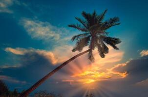 Silhouette coconut palm trees on beach at sunset. Vintage tone. photo