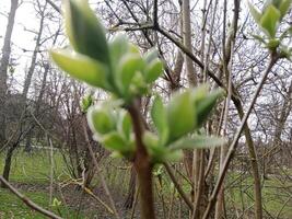 Spring colors bring forth a vibrant palette of pastel hues, blossoming flowers, and fresh greenery, signaling the awakening of nature after the winter slumber photo