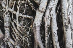 Photo of a tree trunk where the roots climb the trunk.