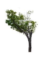 single tree isolated on white background with clipping path photo