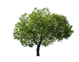 single tree isolated on white background with clipping path photo