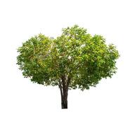 single tree isolated on white background with clipping path photo