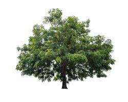 single tree isolated on white background with clipping path photo