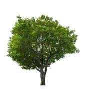 single tree isolated on white background with clipping path photo