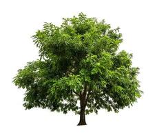 single tree isolated on white background with clipping path photo