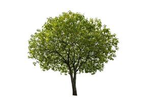 single tree isolated on white background with clipping path photo