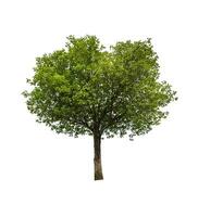 single tree isolated on white background with clipping path photo