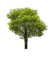 single tree isolated on white background with clipping path photo