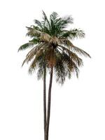 Coconut tree isolated on white background with clipping path photo