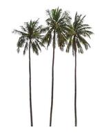 Coconut tree isolated on white background with clipping path photo