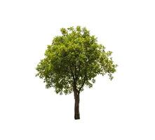 single tree isolated on white background with clipping path photo