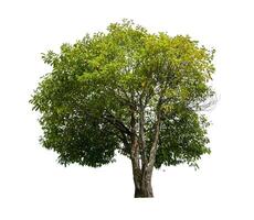 single tree isolated on white background with clipping path photo