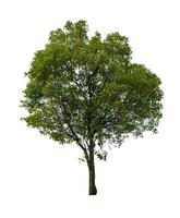 single tree isolated on white background with clipping path photo