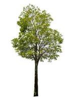 single tree isolated on white background with clipping path photo