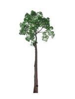 single tree isolated on white background with clipping path photo