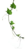 The tip of a pumpkin vine isolated on a white background. photo