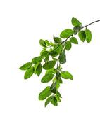 A branch of a lemon tree isolated on a white background. photo