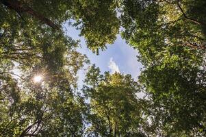 un ver desde el fondo de un grande árbol en el bosque. foto