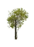 single tree isolated on white background with clipping path photo