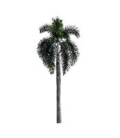 Palm tree isolated on white background with clipping path photo