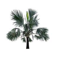 Palm tree isolated on white background with clipping path photo