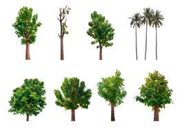 Collection of trees, trees isolated on white background with clipping path photo