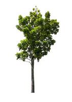 single tree isolated on white background with clipping path photo