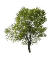 single tree isolated on white background with clipping path photo