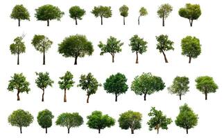 set 30 tree isolated on white background with clipping path photo