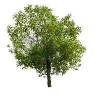 single tree isolated on white background with clipping path photo