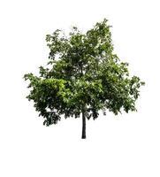 single tree isolated on white background with clipping path photo