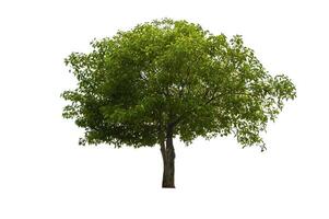 single tree isolated on white background with clipping path photo