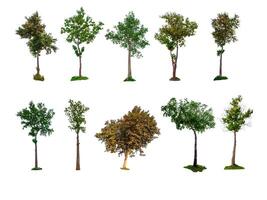 Collection of trees, trees isolated on white background with clipping path photo