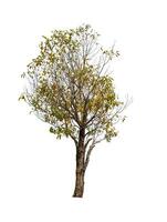 single tree isolated on white background with clipping path photo