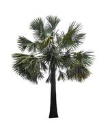 Palm tree isolated on white background with clipping path photo