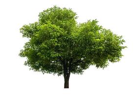 single tree isolated on white background with clipping path photo