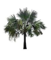 Palm tree isolated on white background with clipping path photo