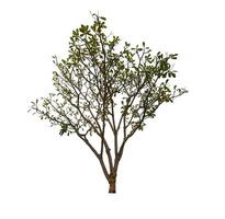 single tree isolated on white background with clipping path photo