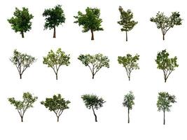 set 15 tree isolated on white background with clipping path photo