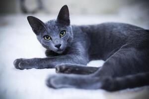Cute fluffy gray Asian baby cat photo