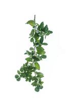 A branch of a lemon tree isolated on a white background. photo