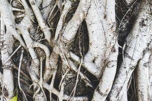 foto de un árbol maletero dónde el raíces escalada el trompa.