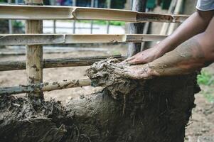 utilizando mojado suelo mezclado con arroz Paja a cubrir con bambú marcos a hacer tierra paredes haciendo paredes de casas con tierra foto